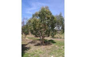 Eucalyptus fastigata